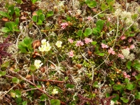 Alpine Flowers in the Tundra
